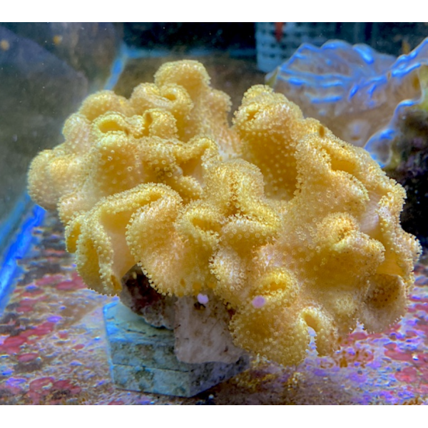 YELLOW FIJI LEATHER CORAL